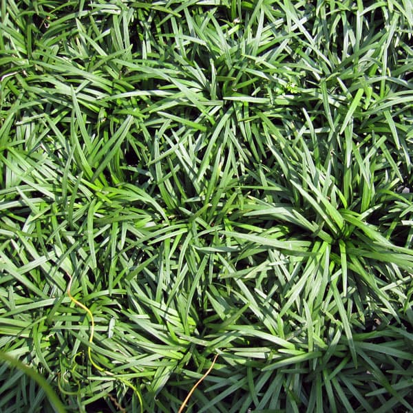 [送料無料]リュウノヒゲ：玉竜（タマリュウ・ギョクリュウ） 2.5号ポット 12株セット