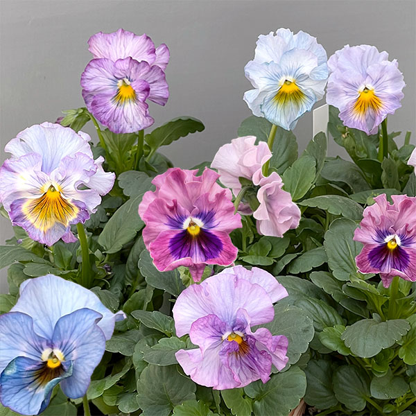 パンジー：フリンジパンジー　フリフリラベンダー3～3.5号ポット 12株セット