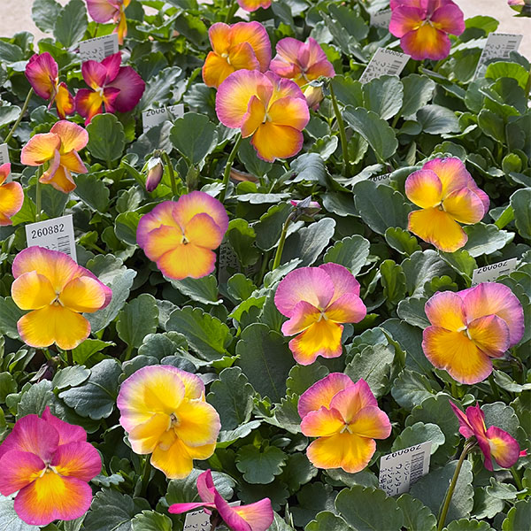 パンジー：ウィンターパラダイス　パフュームパッション3～3.5号ポット 8株セット