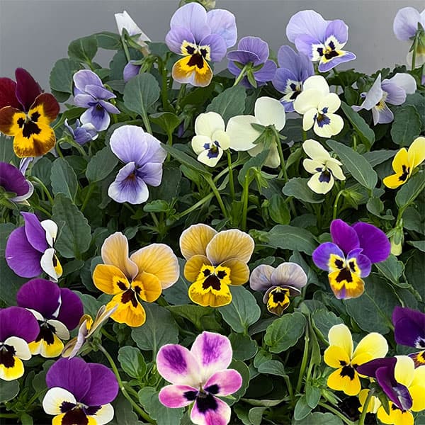 見元園芸さんのビオラ：トルニーミックス3.5号ポット* 12株セット