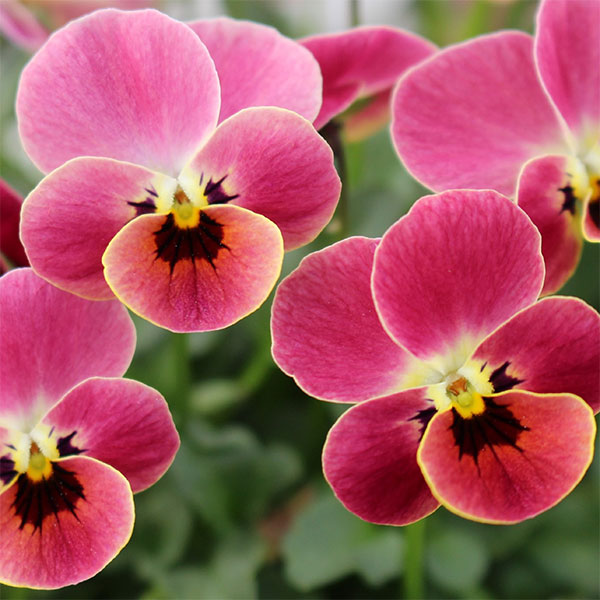 見元園芸さんのビオラ：ディープピンクコアラ3-3.5号ポット 6株セット
