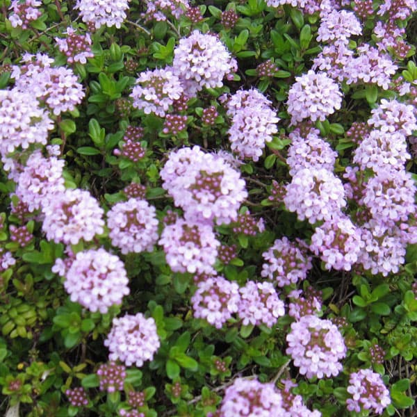 [送料無料]イブキジャコウソウ桃花3-3.5号ポット 12株セット