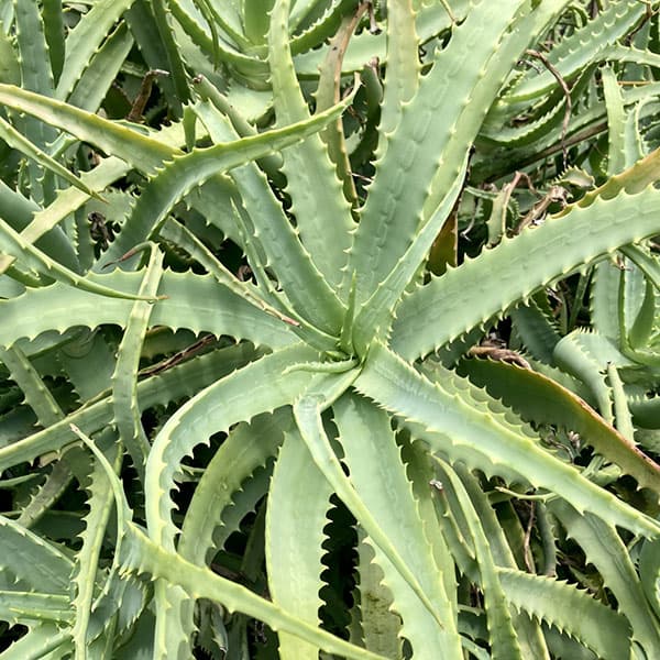 [送料無料]キダチアロエ（木立アロエ）5号鉢植え 12株セット