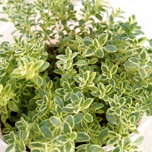 [送料無料]タイム（ほふく性）：ハイランドクリーム2.5-3号ポット 12株セット