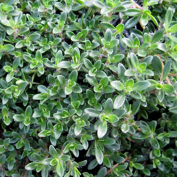 [送料無料]タイム（ほふく性）：レイタータイム3号ポット 12株セット