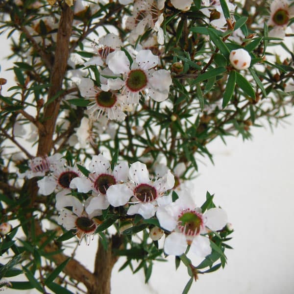 [送料無料]ティーツリー：マヌカ（白～薄桃花）3号ポット 12株セット