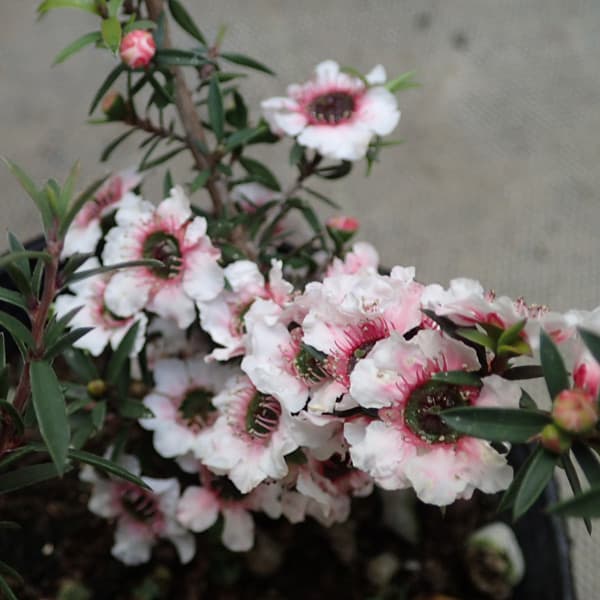 [送料無料]ティーツリー：マヌカ赤系一重花3号ポット 12株セット