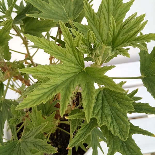 [送料無料]ニオイゼラニウム：スーパーレモンゼラニウム　シトロネルム3.5号ポット 12株セット