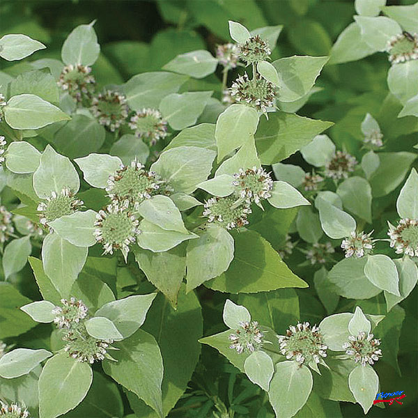 [送料無料]ヒロバマウンテンミント3.5号ポット 12株セット