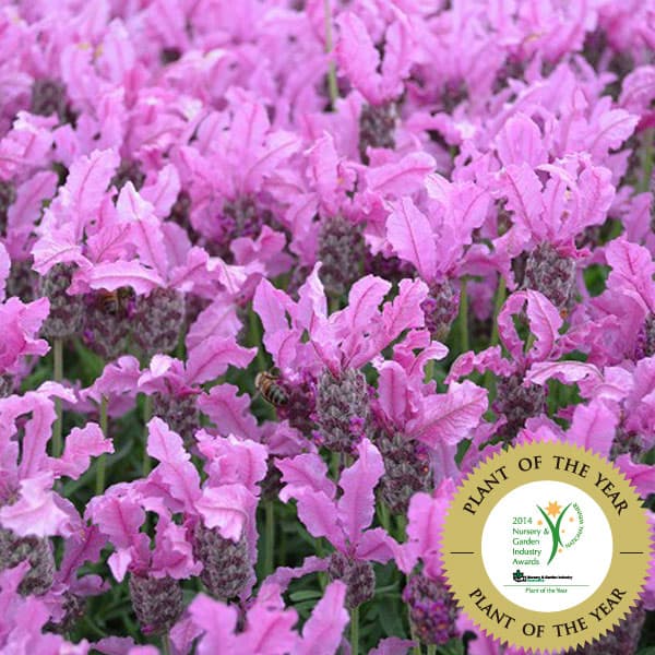 [送料無料]フレンチラベンダー：ザ　プリンセス3.5号ポット 12株セット