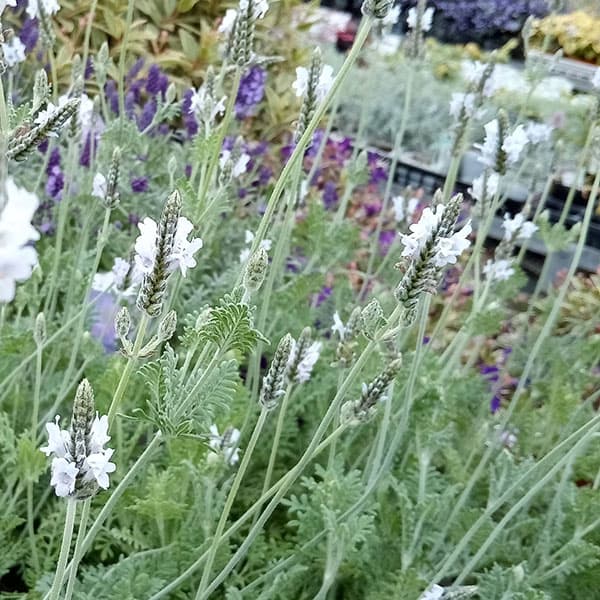 [送料無料]ラベンダー（レースラベンダー）：トーチ　ミンティーアイス3-3.5号ポット 12株セット