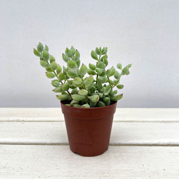 コチレドン：ペンデンス　2.5号ポット*