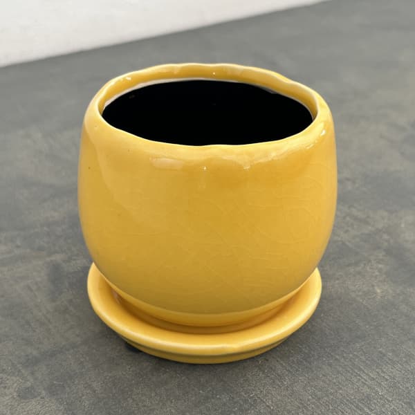 アンジェラ：黄L（直径約11cm）・皿付