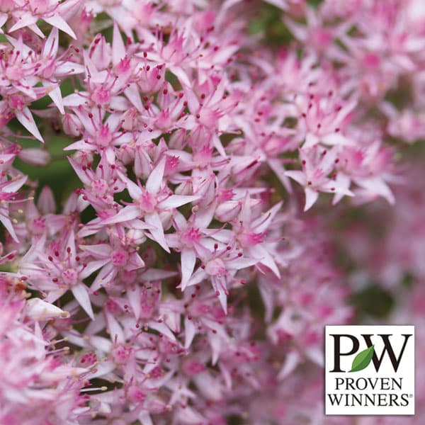 [送料無料]セダム：モコランド　サクラアフロ11cmポット 6株セット