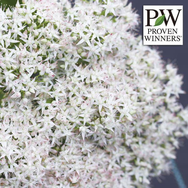 [送料無料]セダム：モコランド　シュガーアフロ11cmポット 6株セット