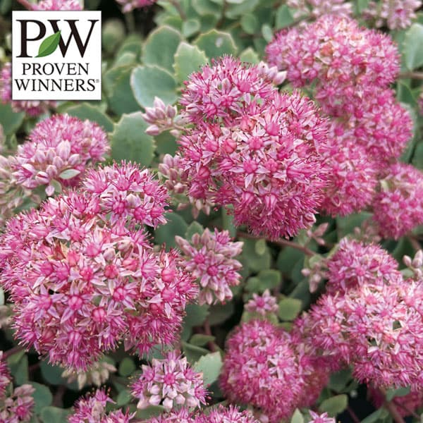 [送料無料]セダム：モコランド　シルバーチェリー11cmポット 6株セット