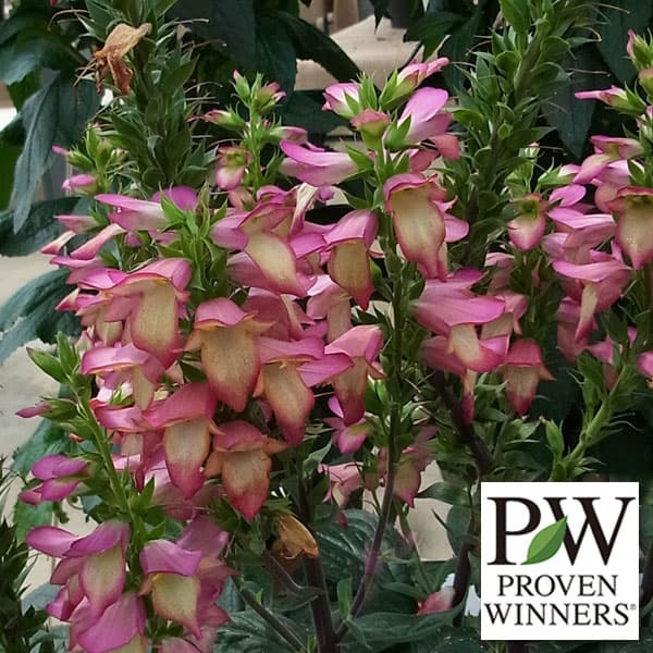 [送料無料]ハイブリッドジギタリス：イルミネーションフレイム3.5号ポット 6株セット