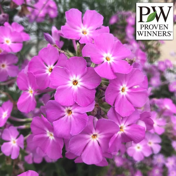 [送料無料]フロックス：オープニングアクト・ロマンス11cmポット 6株セット