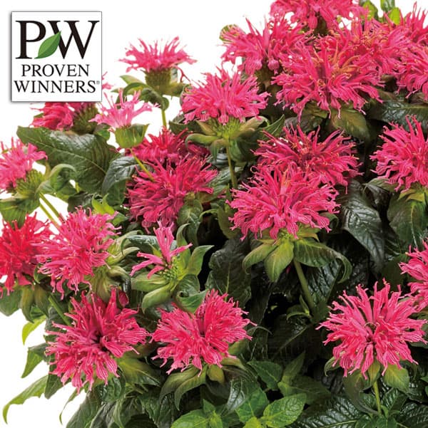 [送料無料]モナルダ：フォーグ　ローズ11cmポット 6株セット