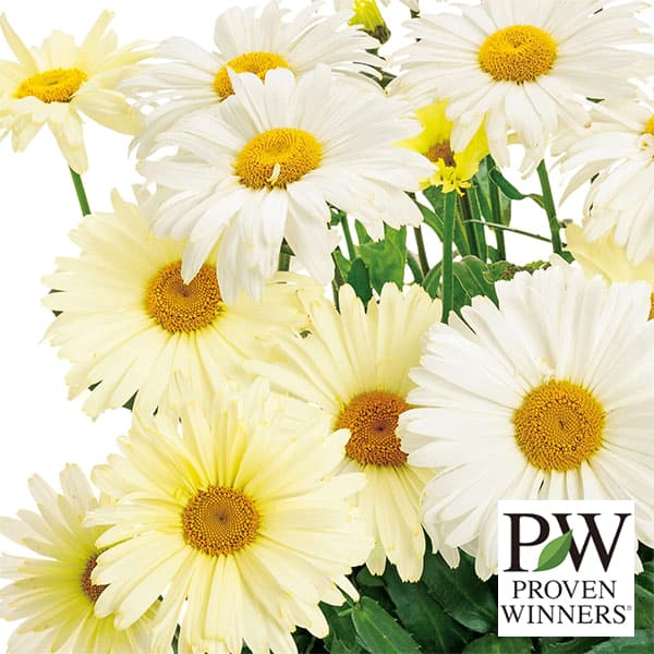 [送料無料]レウカンセマム：ミルキーウェイ・バナナクリーム11cmポット 6株セット