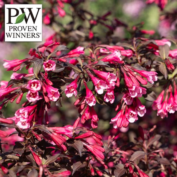 [送料無料]ワイゲラ：ベリーファインワイン3.5号ポット 6株セット