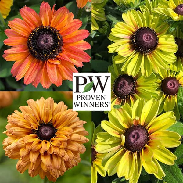 ルドベキア：アーバンサファリ11cmポット　3品種セット