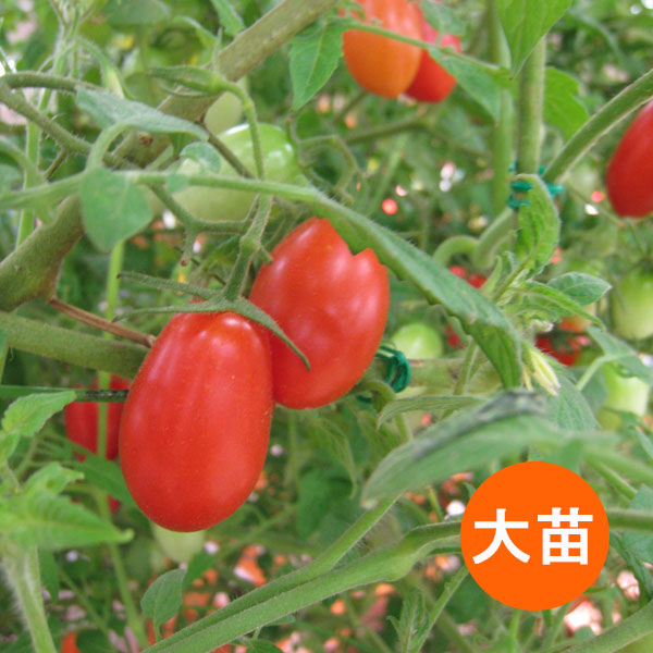 [26年6月中下旬予約]ミニトマト：アイコ自根大苗4号ポット