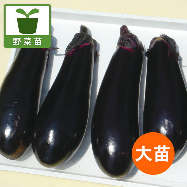 [26年6月中下旬予約]ナス：千両2号自根大苗4号ポット