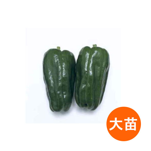 [26年6月中下旬予約]ピーマン：京みどり自根大苗4号ポット