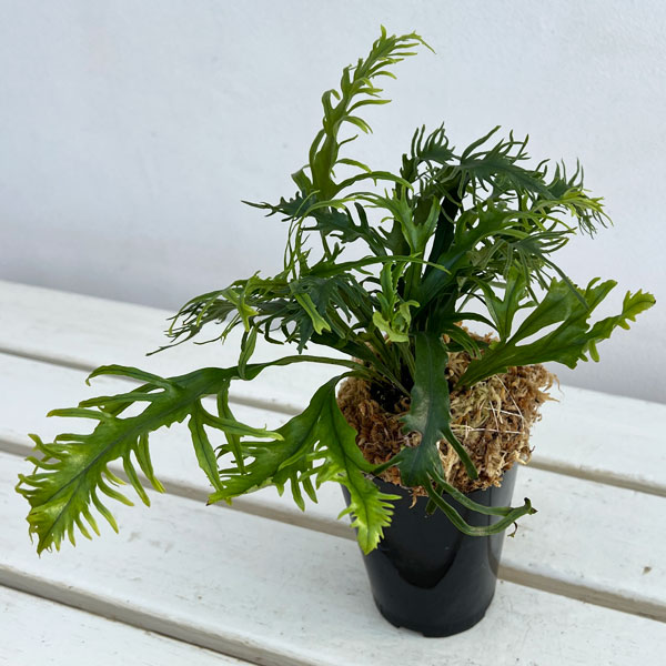 シダ：ノキシノブ　多度雲龍　3号ポット