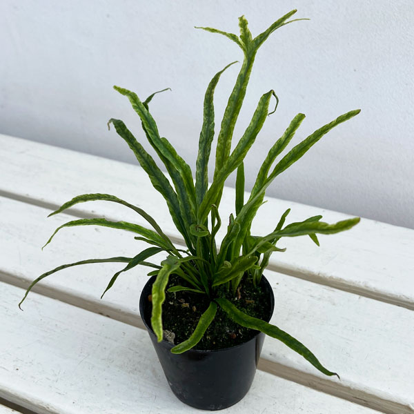 シダ：ノキシノブ　彗星　3号ポット