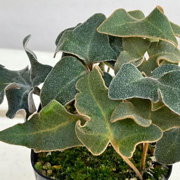 シダ：イワオモダカ 三笠山3.5号ポット