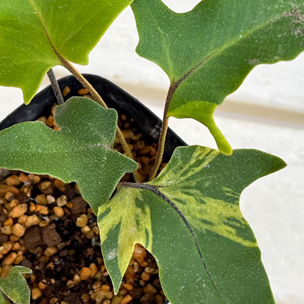 シダ：イワオモダカ 斑入り3.5号ポット