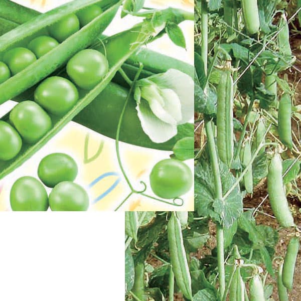 [26年3月中下旬予約]春植えエンドウ　すずなりフルーツ実エンドウfast3号ポット苗 6株セット