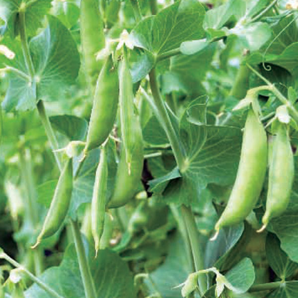 [26年3月中下旬予約]春植えエンドウ　すずなり肉厚スナップfast3号ポット 6株セット