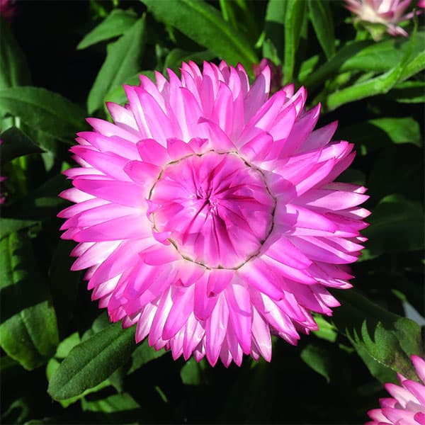 [送料無料]ヘリクリサム：コロロジャンボ　ピンクグラデーション3.5号ポット(R) 12株セット