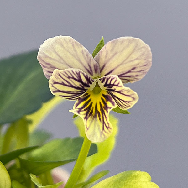 ビオラ：みつばちの羽音　ピンクビーバリエガータ（仮称）2.5-3号ポット