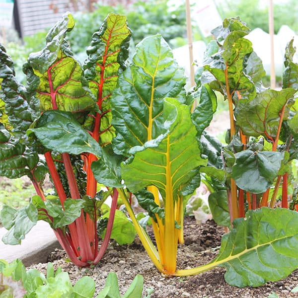 スイスチャード：トリプル（西洋ふだん草）[3～10月まき　野菜タネ]