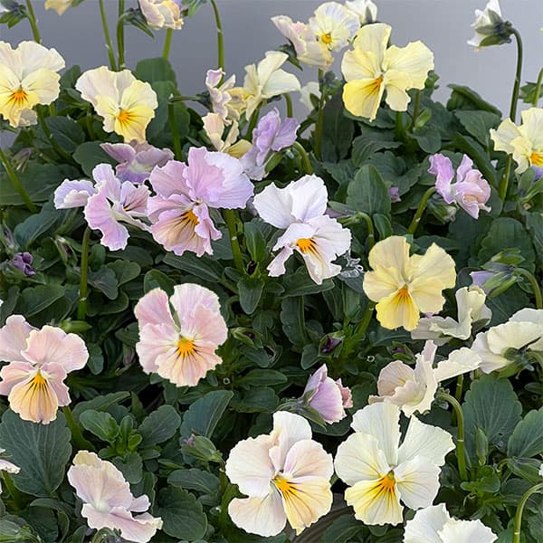 【お1人様1ポット】ビオラ：ときめきビオラ　ビリビリ3.5号ポット