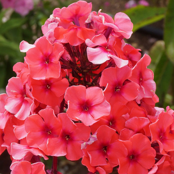 フロックス：テキーラサンライズ3.5号ポット