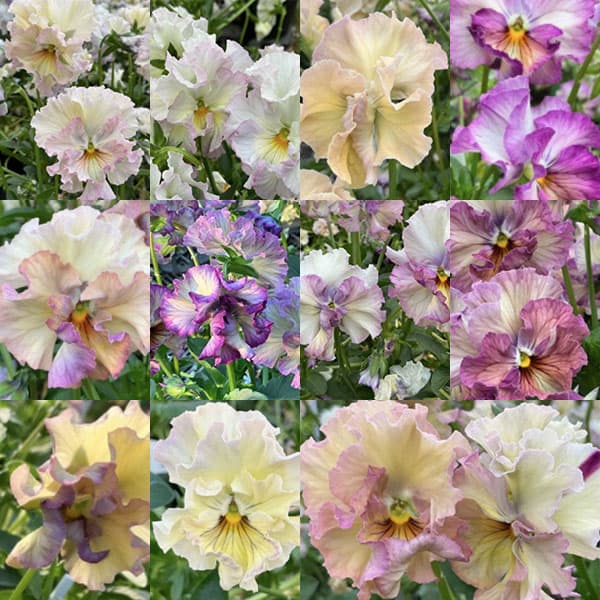 パンジー：フェデネージュ　ルミエールMIX3号ロングポット 3株セット