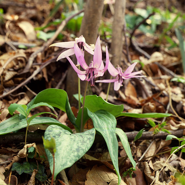 [送料無料]カタクリ：日本カタクリ（ジャポニカ）3-3.5号ポット 12株セット