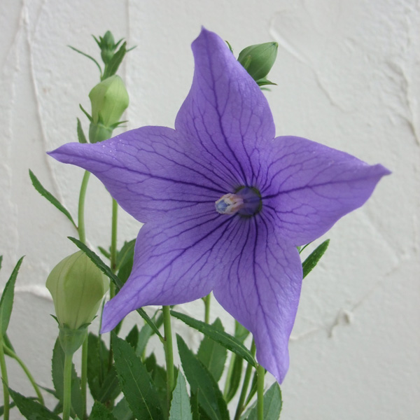 [送料無料]キキョウ(桔梗）：フジブルー（紫花）3号ポット 12株セット