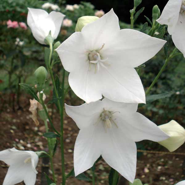 [送料無料]キキョウ(桔梗）：フジホワイト（白花）3号ポット 12株セット