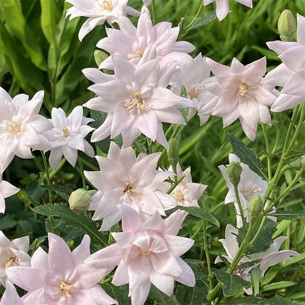 [送料無料]キキョウ(桔梗）：八重咲きソフトピンクききょう・ほほえみ3号ポット 12株セット