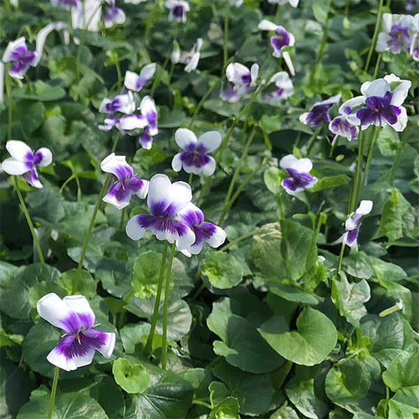 [送料無料]パンダスミレ3-3.5号ポット 12株セット