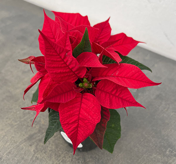 ポインセチア：レッド 2.5号ポット 6個セット