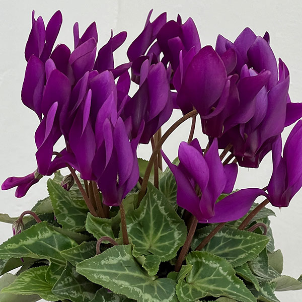 シクラメン：江戸の青4号ポット