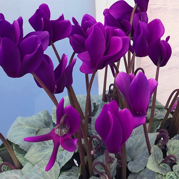 シクラメン：月下4号鉢