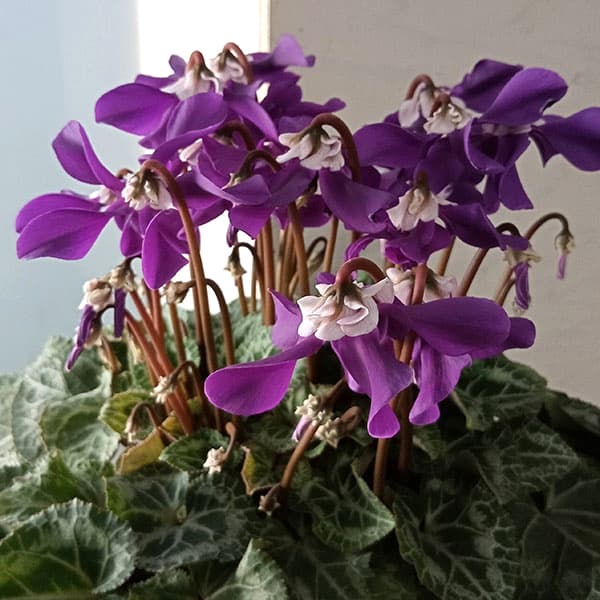 シクラメン：冬化粧4号鉢